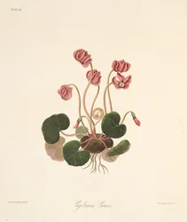 Runda Leaved Cyclamen, från blom- illustrationer av säsongerna, pub. 1829 (handfärgad gravyr)