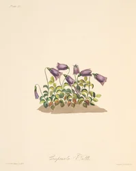 Russet Bell Flower, från blom- illustrationer av säsongerna, pub. 1829 (handfärgad gravyr)
