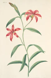 Självfärgad kinesisk lilja, från blom-illustrationer av årstiderna, pub. 1829 (handfärgad gravyr)
