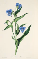 Himmelsblå Commelina, från blom- illustrationer av årstiderna, pub. 1829 (handfärgad gravyr)