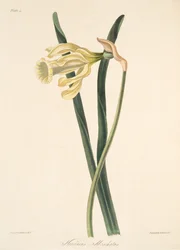 Spansk påsklilja, från blom- illustrationer av säsongerna, pub. 1829 (handfärgad gravyr)