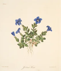 Spring Gentian, från blom- illustrationer av säsongerna, pub. 1829 (handfärgad gravyr)