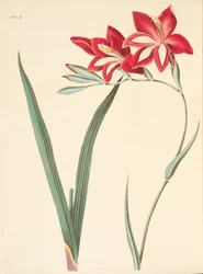 Superb Corn-Flagga, från blom- illustrationer av säsongerna, pub. 1829 (handfärgad gravyr)