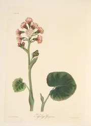 Vinterheliotrop, från blom- illustrationer av säsongerna, pub. 1829 (handfärgad gravyr)
