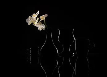 Eleganta orkidé-silhuetter