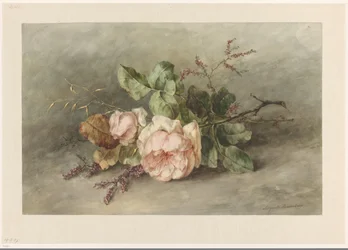 Rosor