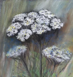 Kopersilja (Anthriscus Sylvestris), 2021 (pastell)
