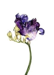 Freesia blomma, 2018