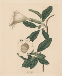 Chalice Vine, 1790.