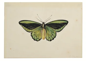 Fjäril, vanlig grön fågelvinge (Ornithoptera priamus)
