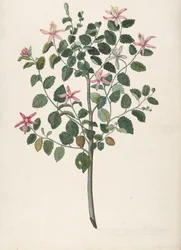 Studie av en växt med rödlila blommor Sebastiana africana purpurea, 1695.