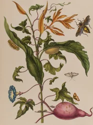 Illustration från 