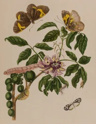 Illustration från 