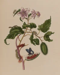 Illustration från 