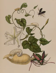 Illustration från "Metamorphosis insectorum Surinamensium". Ofte Verandering der Surinaamsche Insecten", publicerad 1705 (färgad gravyr).