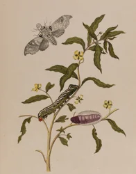 Illustration från 