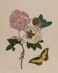 Illustration från 