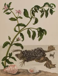 Illustration från 