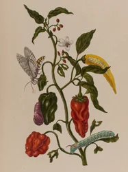 Illustration från 