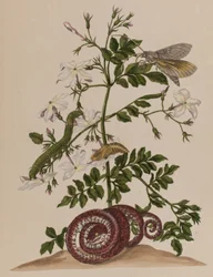 Illustration från 