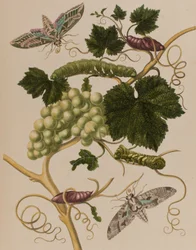 Illustration från "Metamorphosis insectorum Surinamensium". Ofte Verandering der Surinaamsche Insecten", publicerad 1705 (färgad gravyr).
