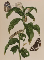 Illustration från "Metamorphosis insectorum Surinamensium". Ofte Verandering der Surinaamsche Insecten", publicerad 1705 (färgad gravyr).