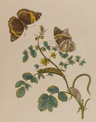 Illustration från "Metamorphosis insectorum Surinamensium". Ofte Verandering der Surinaamsche Insecten", publicerad 1705 (färgad gravyr).