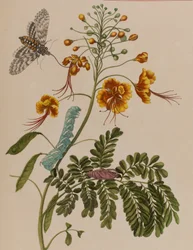 Illustration från 