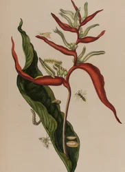 Illustration från 