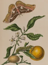 Illustration från 