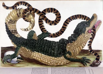 Kamp mellan en krokodil och en orm - i "" Allmän historia om insekter i Surinam och hela Europa"", av Maria Sibylla de Merian, Paris
