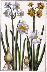 Narcissus - i "" Allmän historia om insekterna i Surinam och hela Europa"" av Maria Sibylla de Merian, red. Desnos, Paris