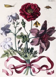 Olika europeiska insekter och blommor