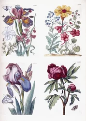 Olika europeiska insekter och blommor