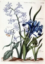 Vit orientalisk hyacint, stor bladiris, hundtand, stor blå muscari - i "Allmän historia om insekterna i Surinam och hela Europa"" av Maria Sibylla de Merian, red. Desnos, Paris