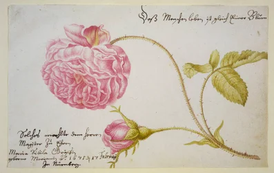 Albumblad med ros, 1675