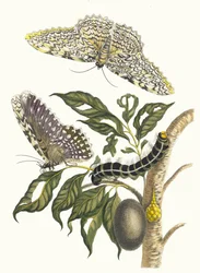 Arbre de gomme-gutte. Ur boken Metamorphosis insectorum Surinamensium, 1705.