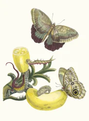 Baccores. Ur boken Metamorphosis insectorum Surinamensium, 1705.