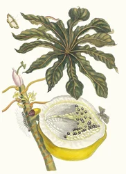 Carica papaya. Ur boken Metamorphosis insectorum Surinamensium, 1705.