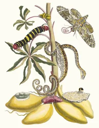 Cassave. Ur boken Metamorphosis insectorum Surinamensium, 1705.