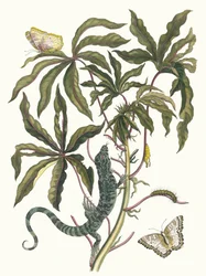 Cassave. Ur boken Metamorphosis insectorum Surinamensium, 1705.