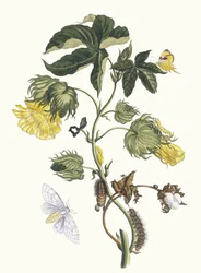 Cotonier. Ur boken Metamorphosis insectorum Surinamensium, 1705.
