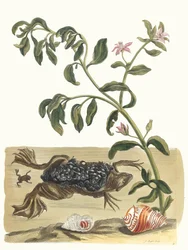 Cresson. Ur boken Metamorphosis insectorum Surinamensium, 1705.