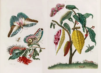 Ur boken Metamorphosis insectorum Surinamensium, 1705.