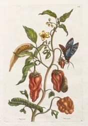 Allmän historia om insekterna i Surinam och Europa: Vol I, nr 55 - Indisk peppar