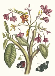 Jasmin des Indes. Ur boken Metamorphosis insectorum Surinamensium, 1705.
