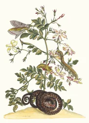 Jasminum grandiflorum. Ur boken Metamorphosis insectorum Surinamensium, 1705.
