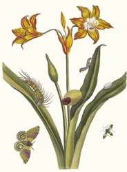 Lis Rouge. Ur boken Metamorphosis insectorum Surinamensium, 1705.