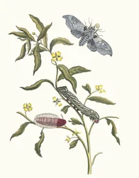 Ludwigia octovalvis. Ur boken Metamorphosis insectorum Surinamensium, 1705.