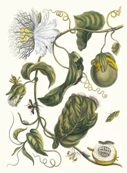 Marquiaas. Ur boken Metamorphosis insectorum Surinamensium, 1705.